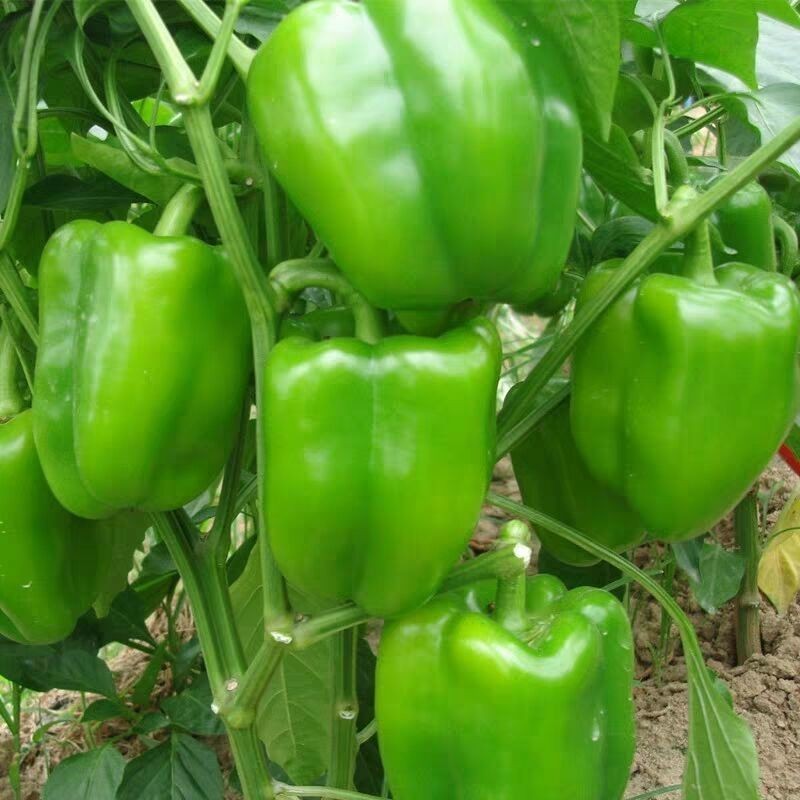 ����鿴��Ʒ:�ཷ  �˽�