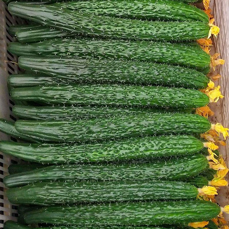 ����鿴��Ʒ:�̻ƹ�  ����